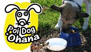 memorial day facebook ad colorful sprinkles